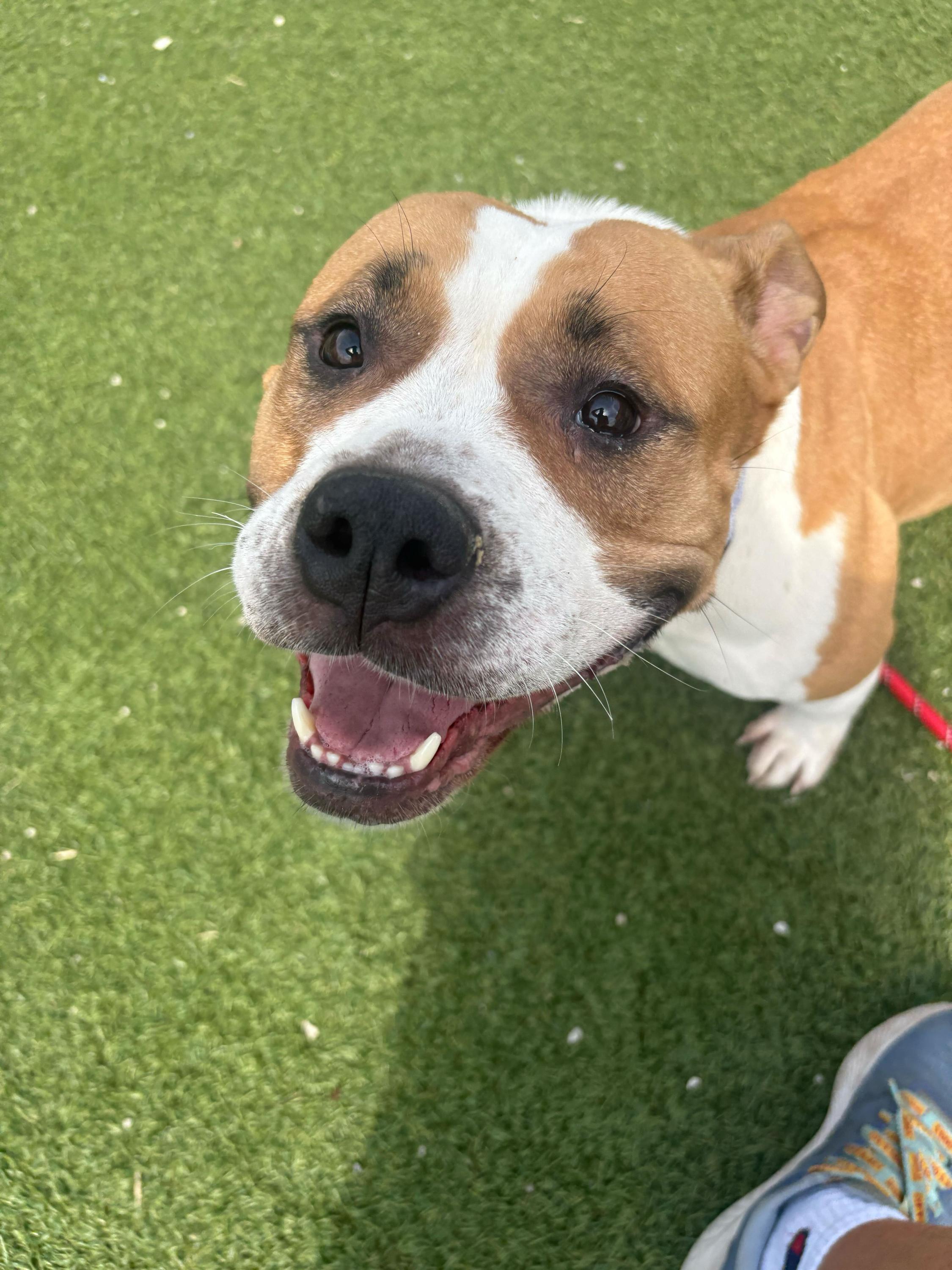 Enlarge Erica, an adopted mixed breed in Cleveland, OH image 2/6
