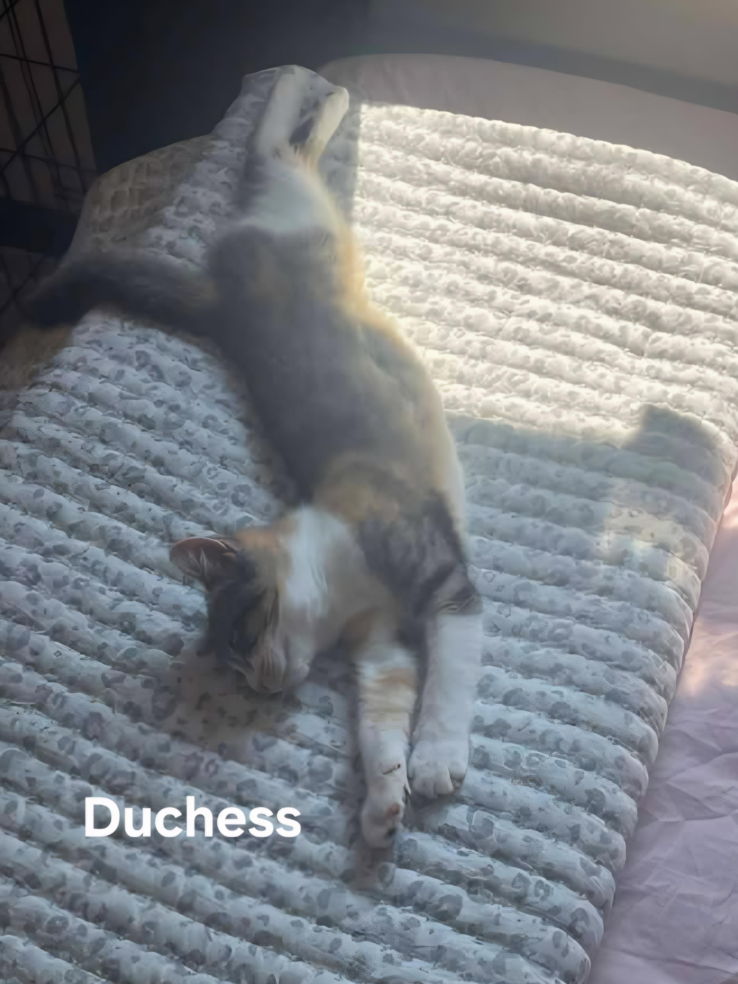 Figaro (male) & Duchess (female), an adoptable mixed breed in Chicopee, MA image 4/4