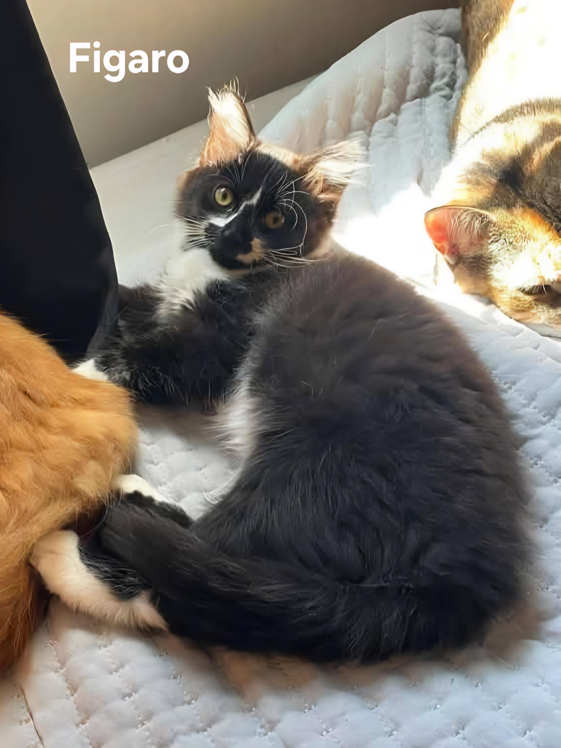 Figaro (male) & Duchess (female), an adoptable mixed breed in Chicopee, MA image 3/4