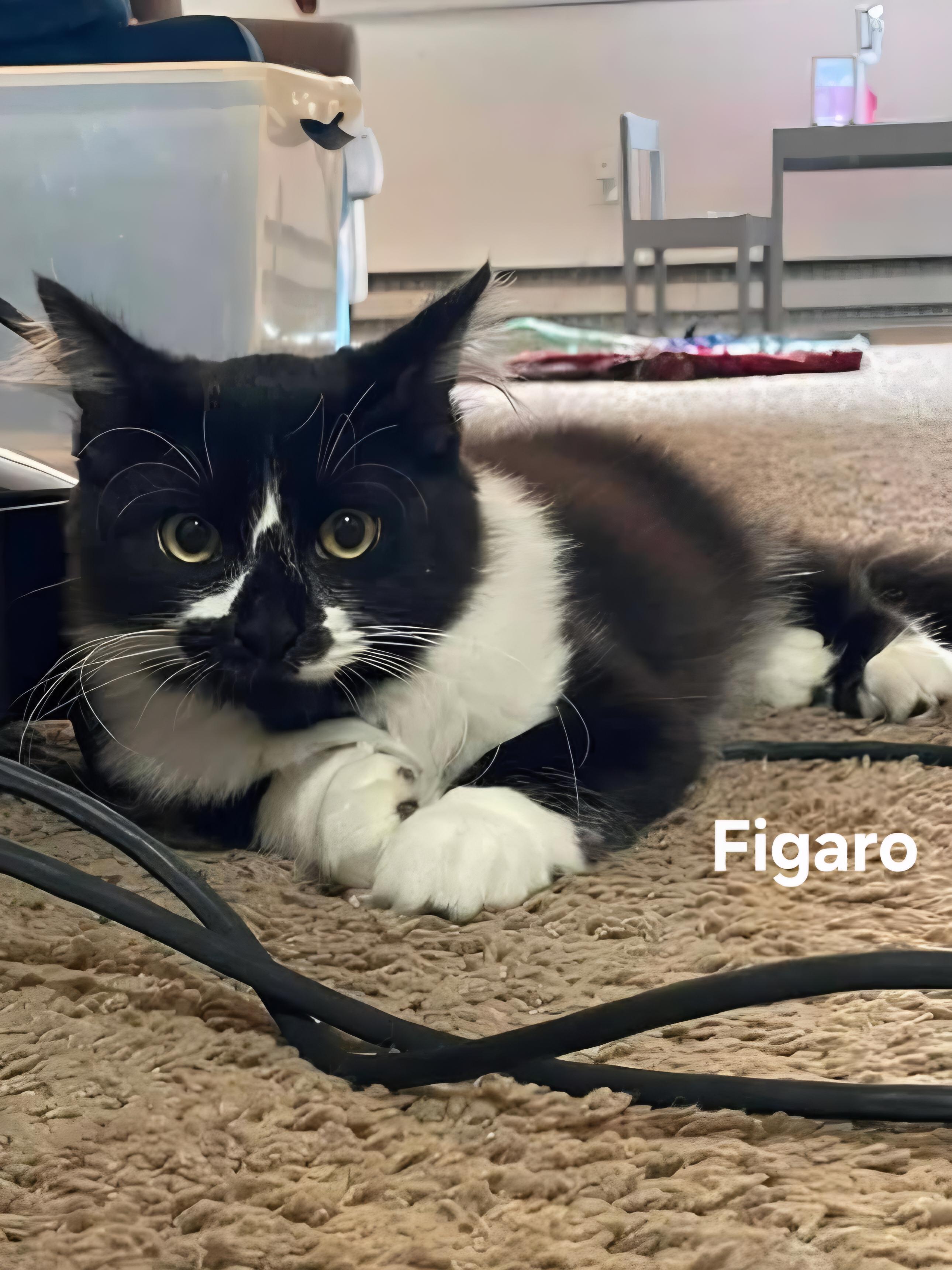 Figaro (male) & Duchess (female), an adoptable mixed breed in Chicopee, MA image 2/4