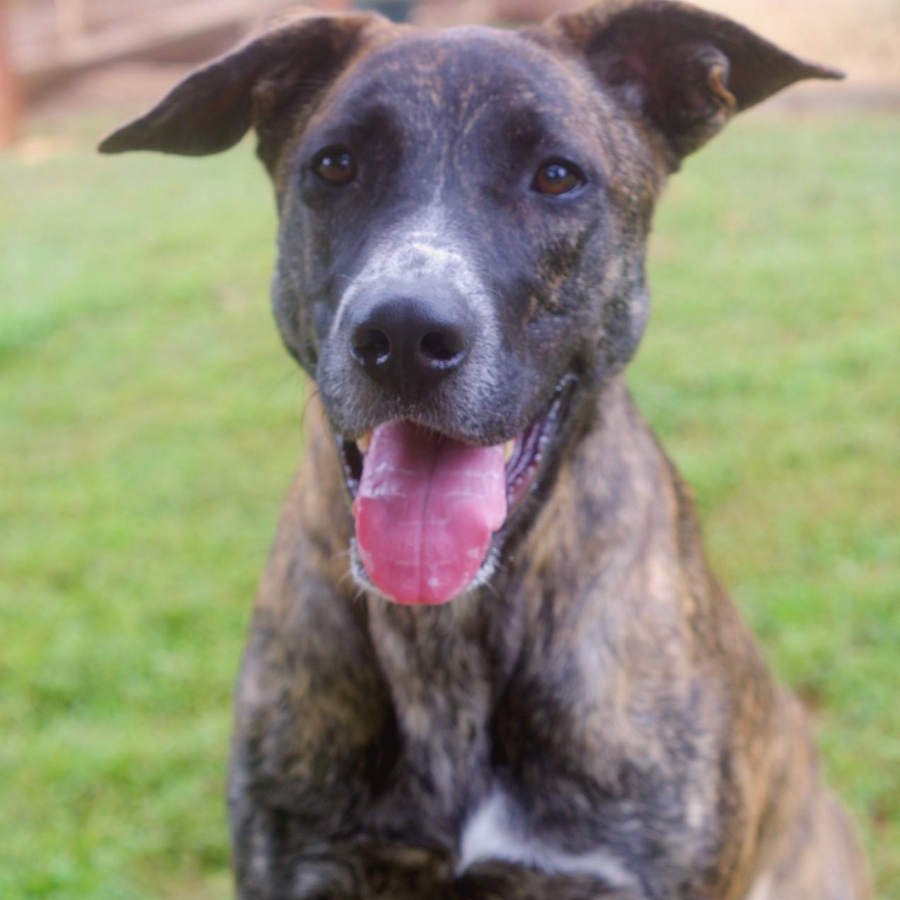 Mandy, a Adoptable Plott Hound in Sautee Nacoochee, GA image 3/6