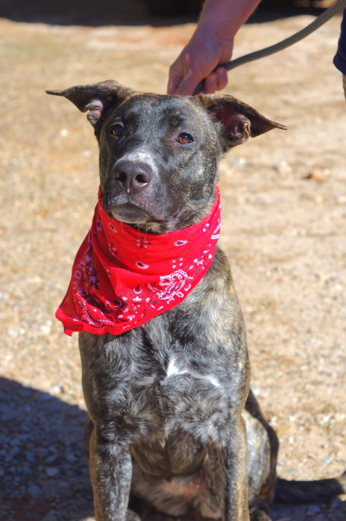 Mandy, a Adoptable Plott Hound in Sautee Nacoochee, GA image 4/6