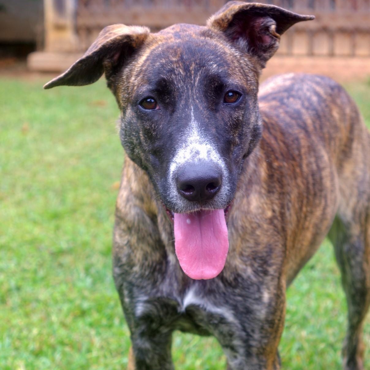 Mandy, Adoptable, Young Female Plott Hound.