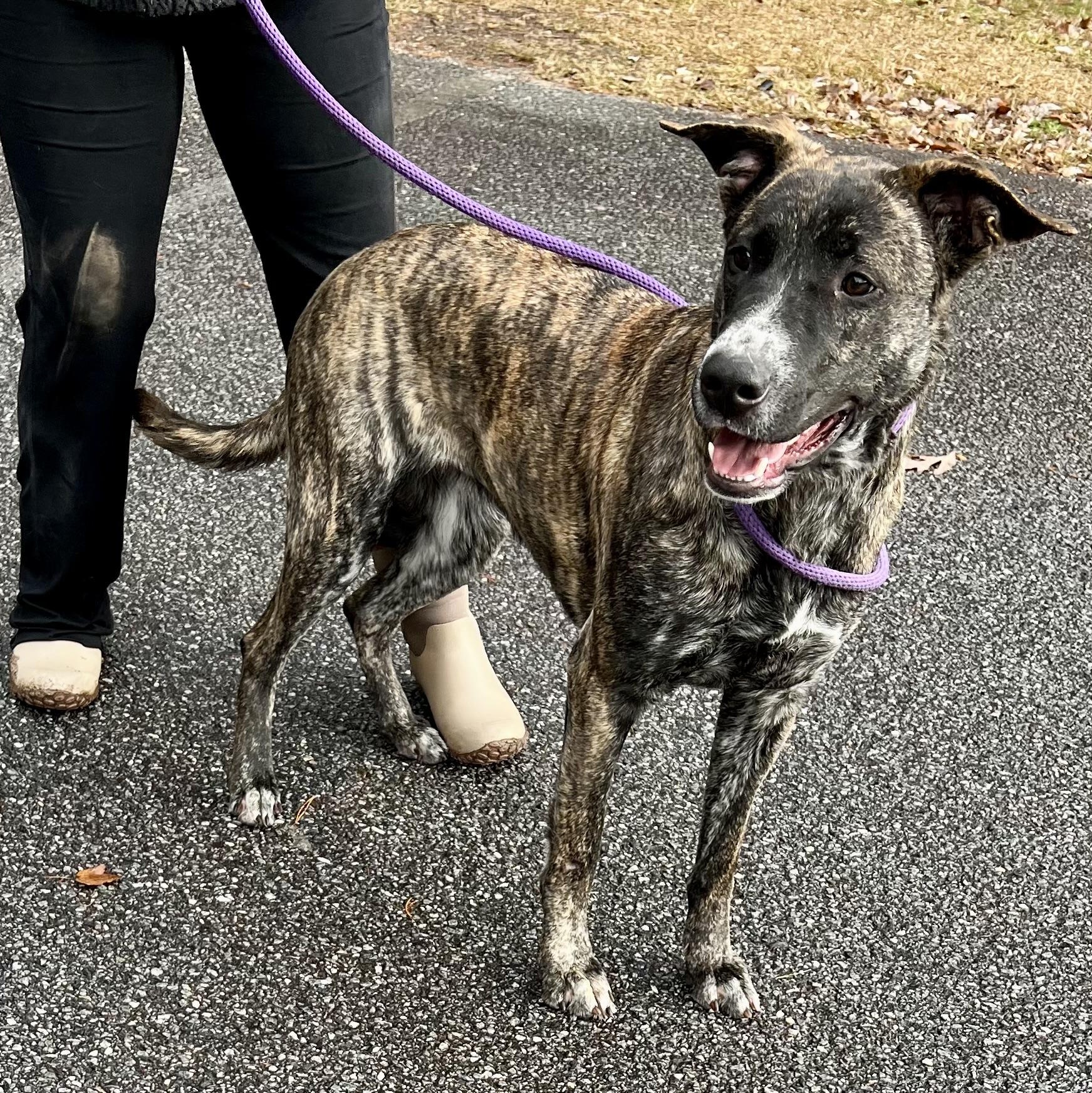 Mandy, a Adoptable Plott Hound in Sautee Nacoochee, GA image 6/6