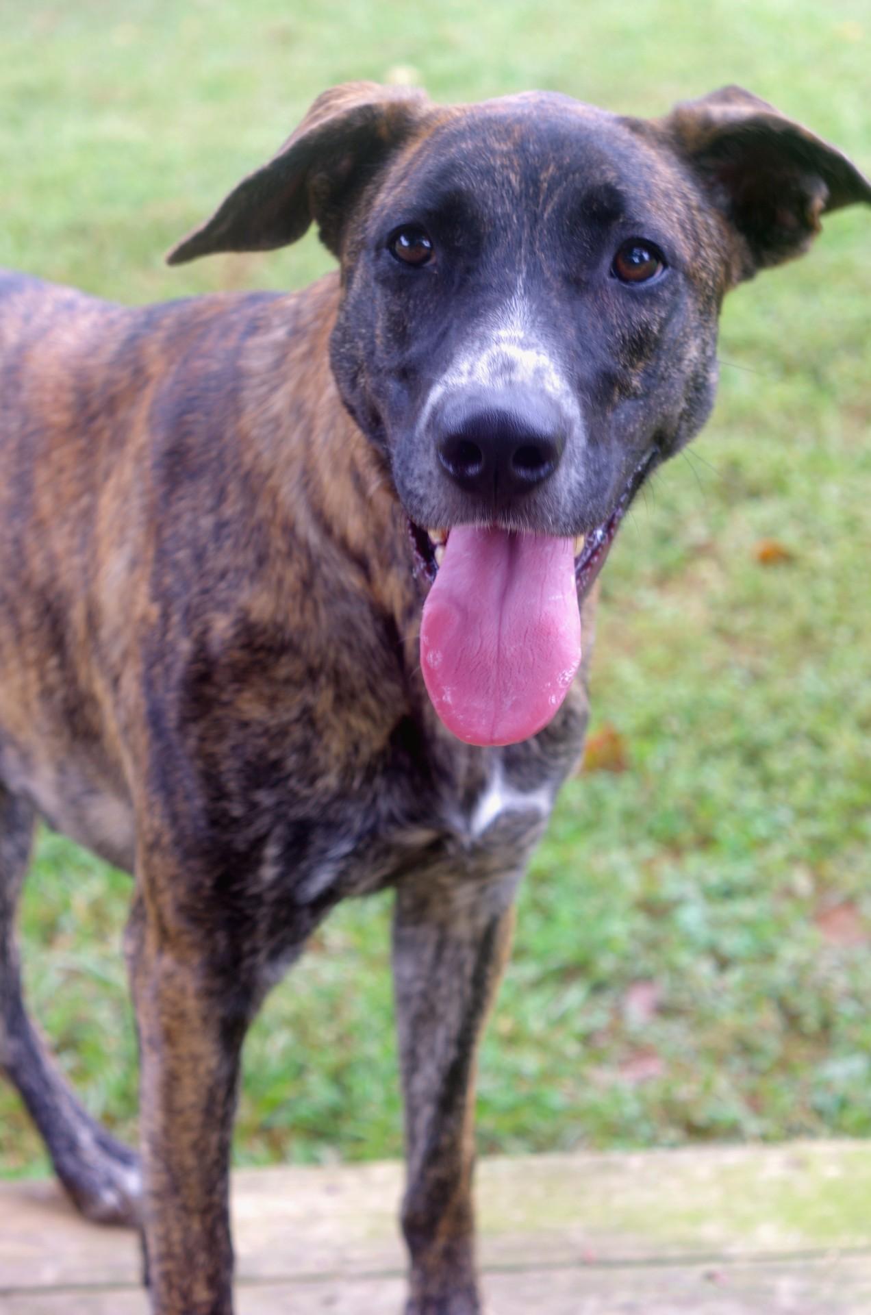 Mandy, a Adoptable Plott Hound in Sautee Nacoochee, GA image 2/6