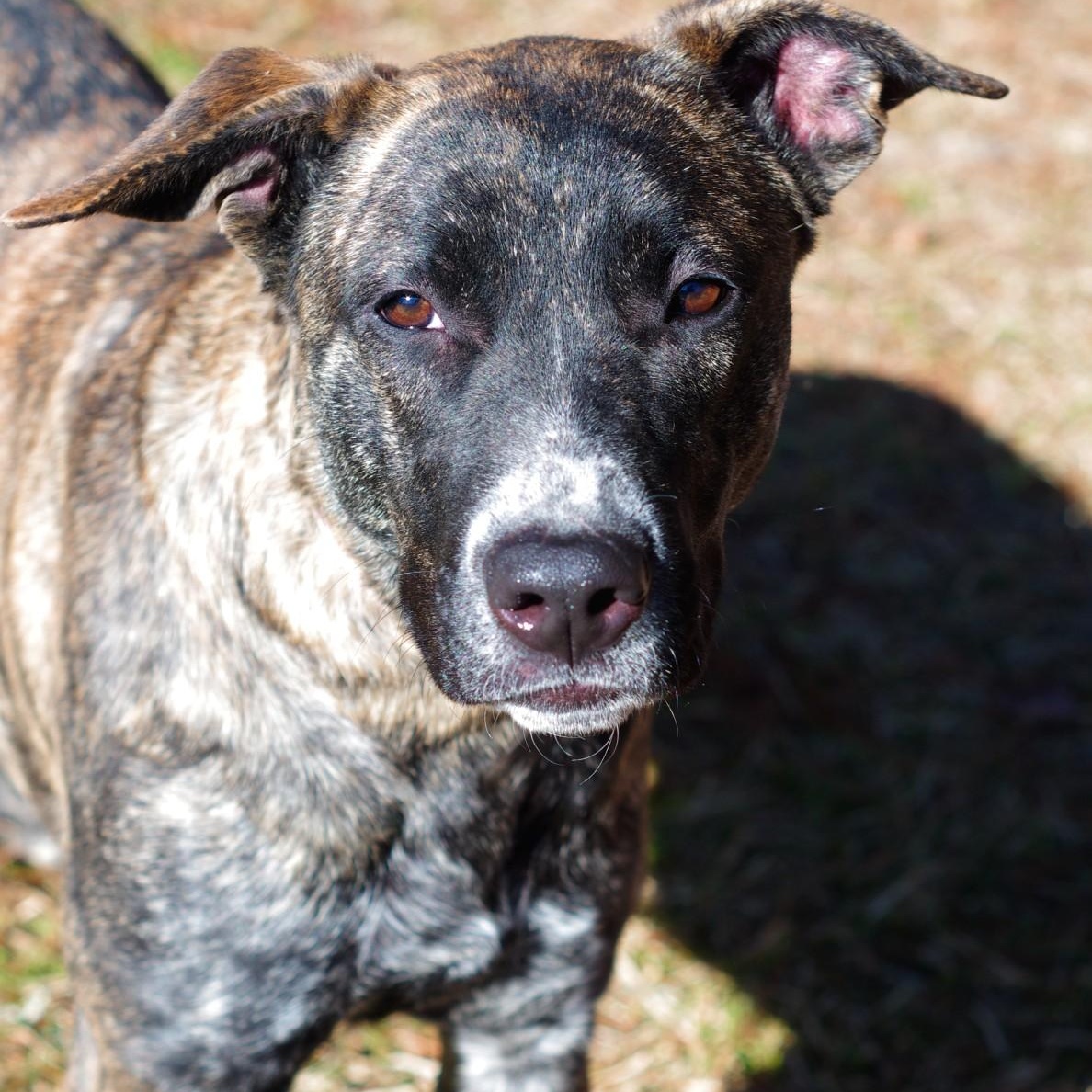 Mandy, a Adoptable Plott Hound in Sautee Nacoochee, GA image 5/6