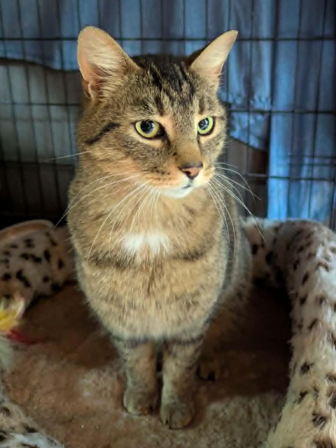 Ember, a ADOPTABLE Domestic Short Hair in Saanichton, BC image 6/6