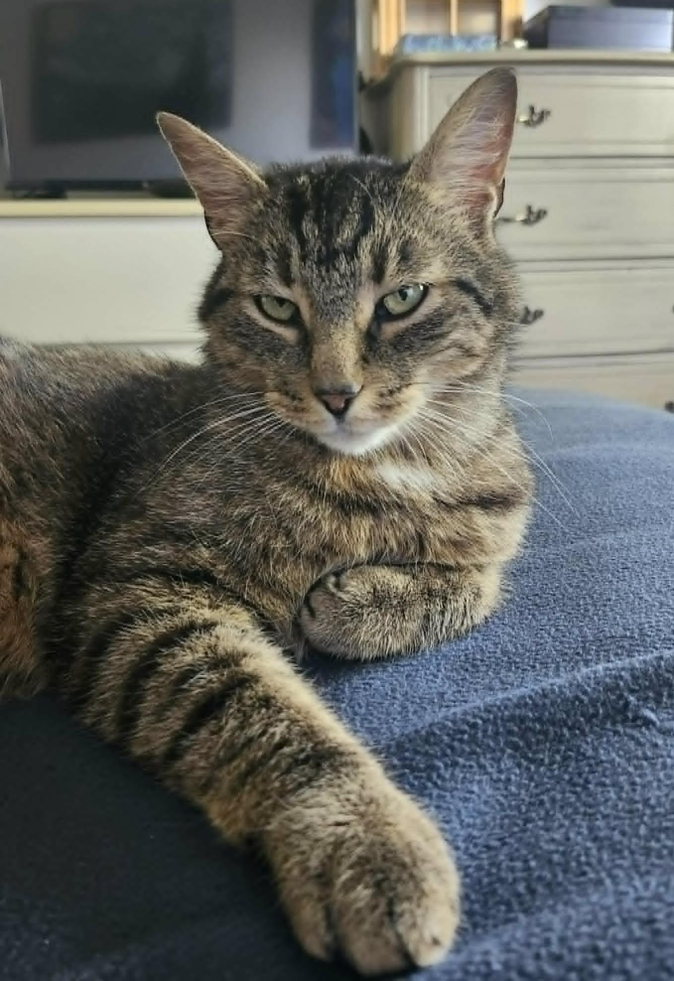 Ember, a ADOPTABLE Domestic Short Hair in Saanichton, BC image 2/6