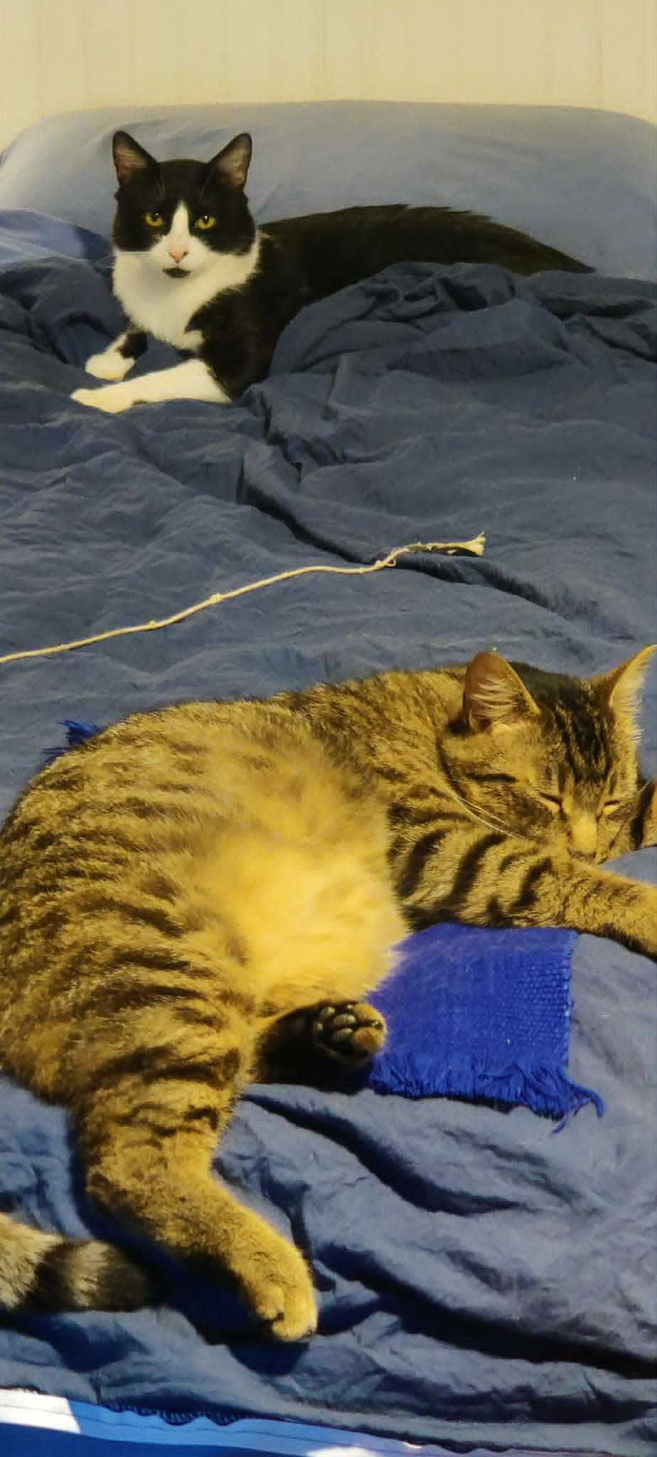 Ember, a ADOPTABLE Domestic Short Hair in Saanichton, BC image 3/6
