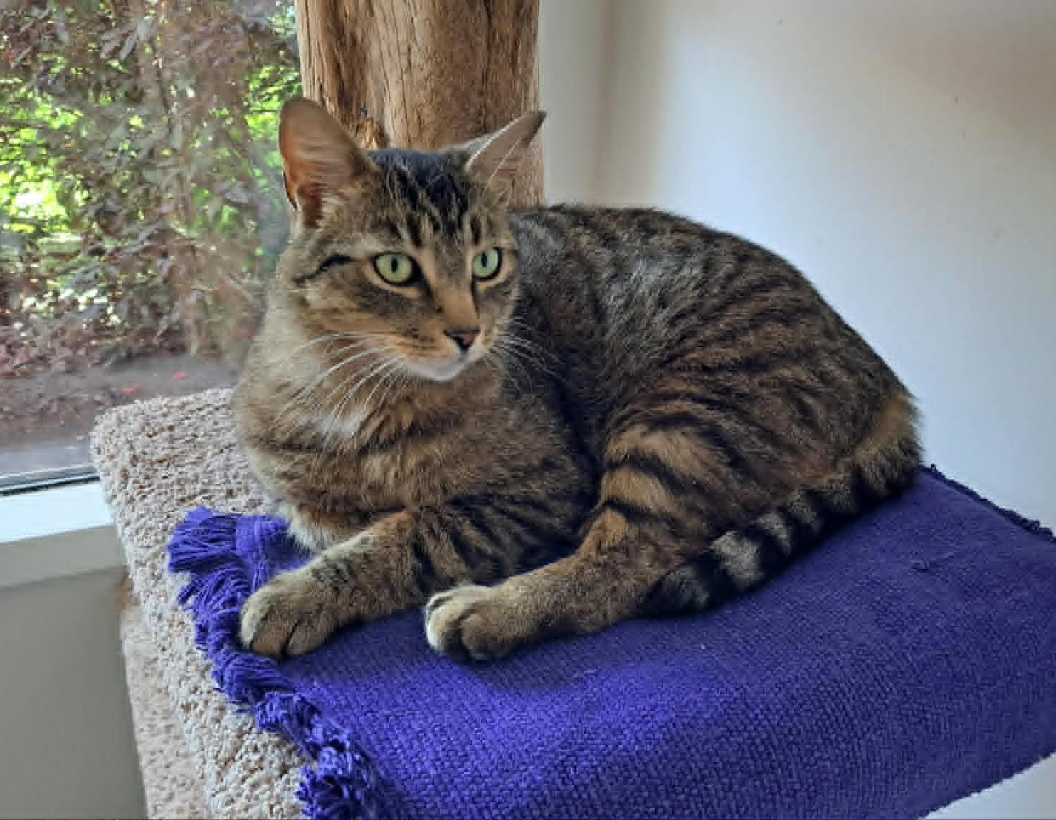 Ember, ADOPTABLE, Adult Male Domestic Short Hair.