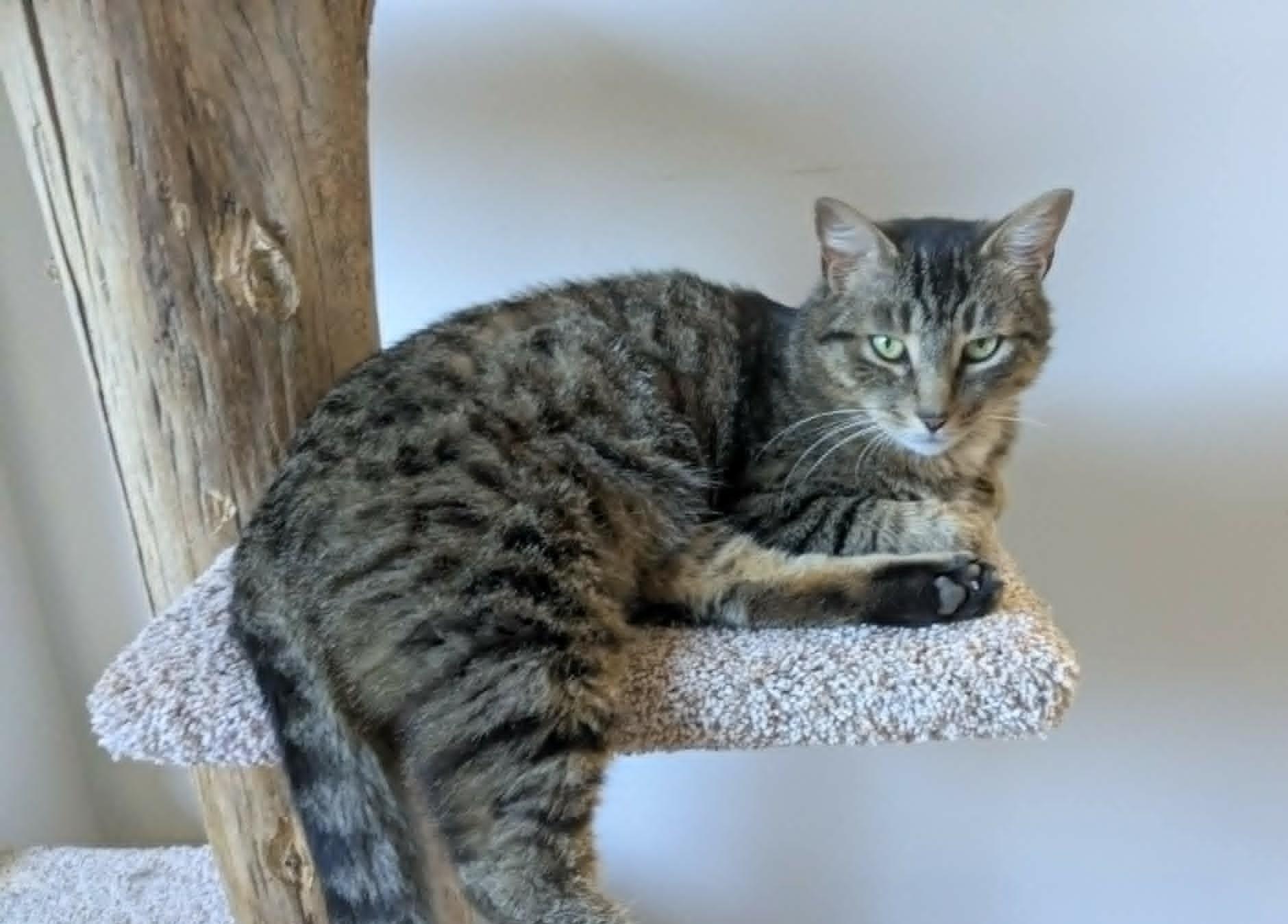 Ember, a ADOPTABLE Domestic Short Hair in Saanichton, BC image 4/6