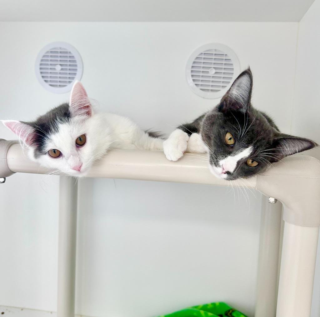Daphnea, Adoptable, Kitten Female Domestic Medium Hair.