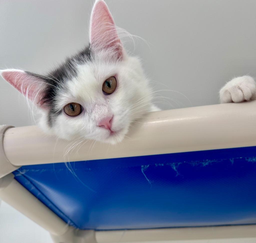 Enlarge Daphnea, a Adoptable mixed breed in Shoreline, WA image 2/6
