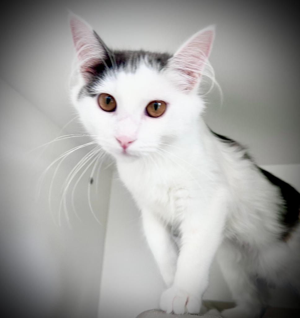 Enlarge Daphnea, a Adoptable mixed breed in Shoreline, WA image 4/6