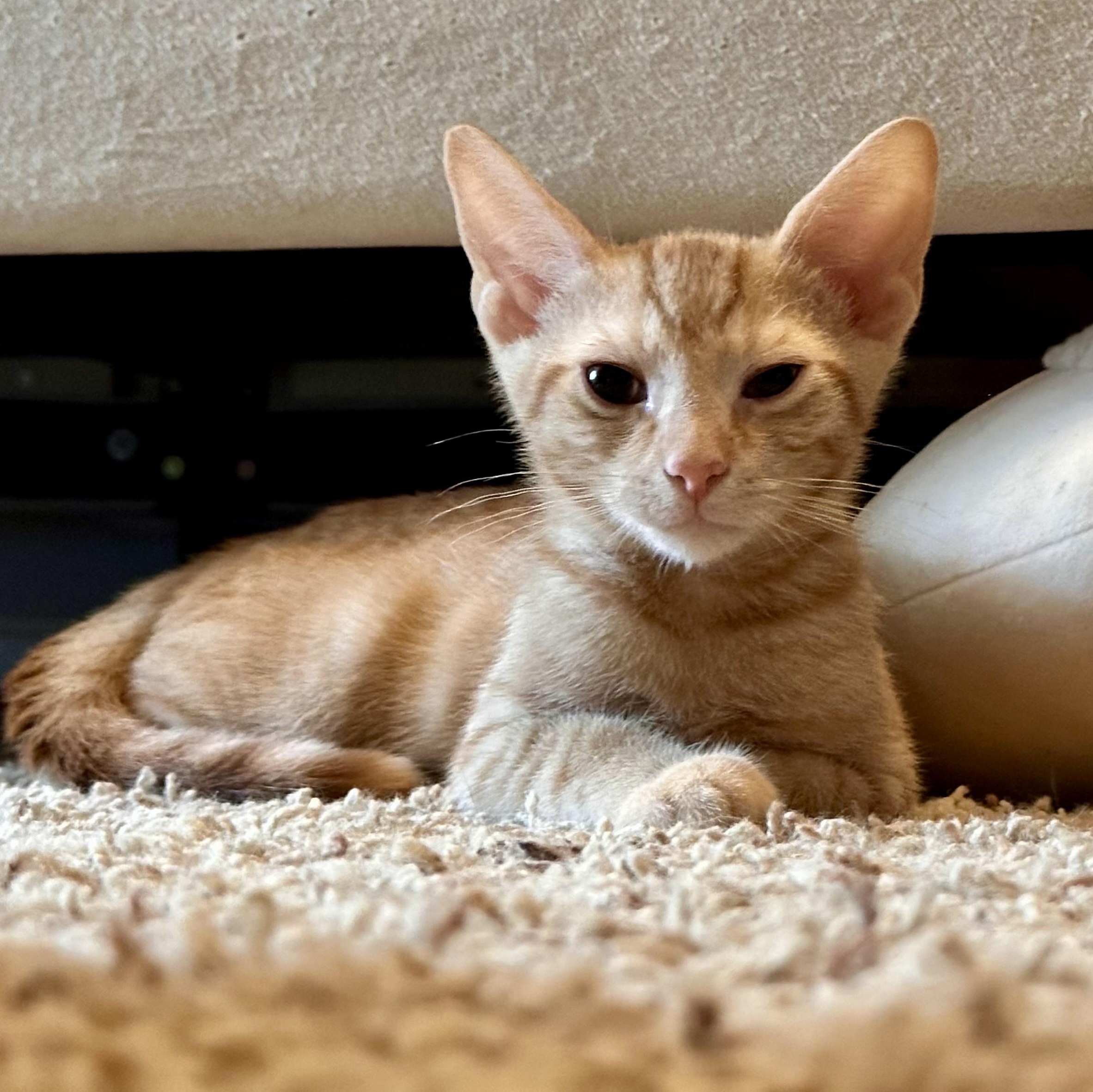 Mastermind, Baby Male Domestic Short Hair
