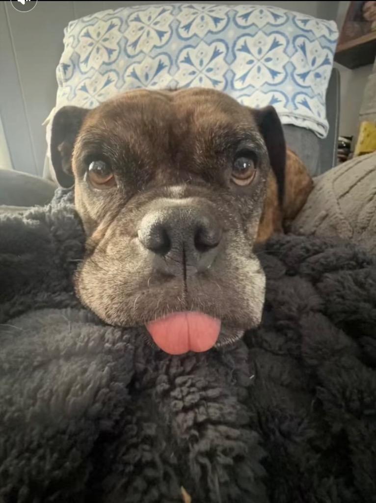 Enlarge Ivanka, a Adoptable mixed breed in Bristol, WI image 2/6