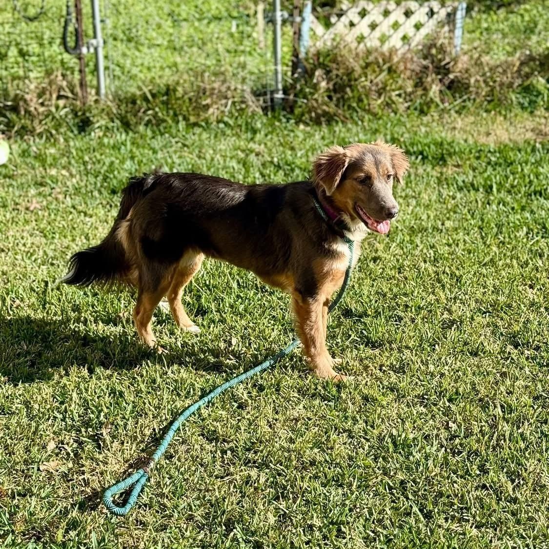 Enlarge Koda, an adopted mixed breed in Barkhamsted, CT image 5/6