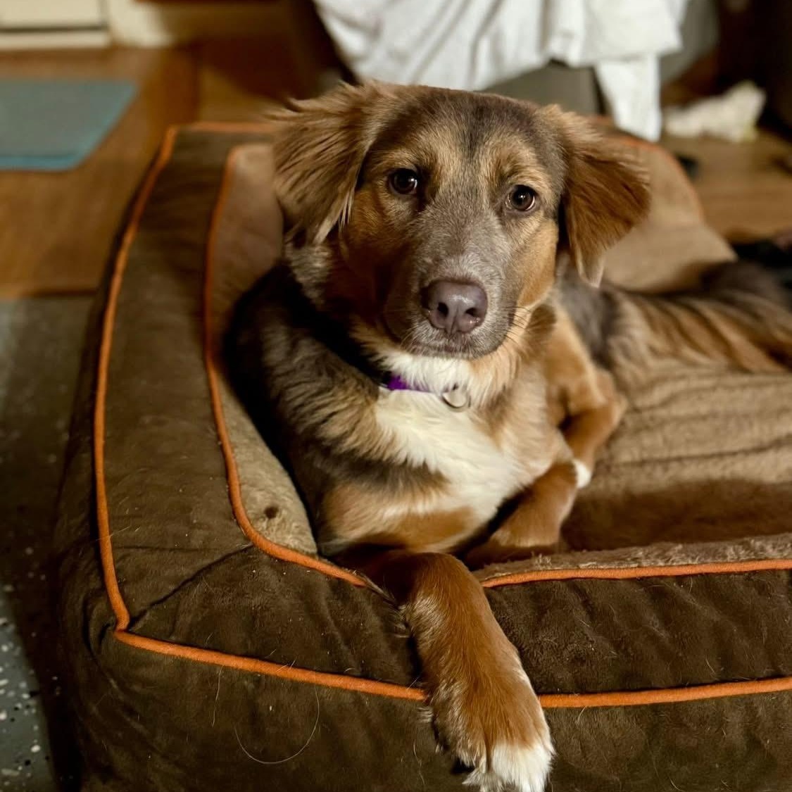Koda, adopted, Young Female Australian Shepherd.