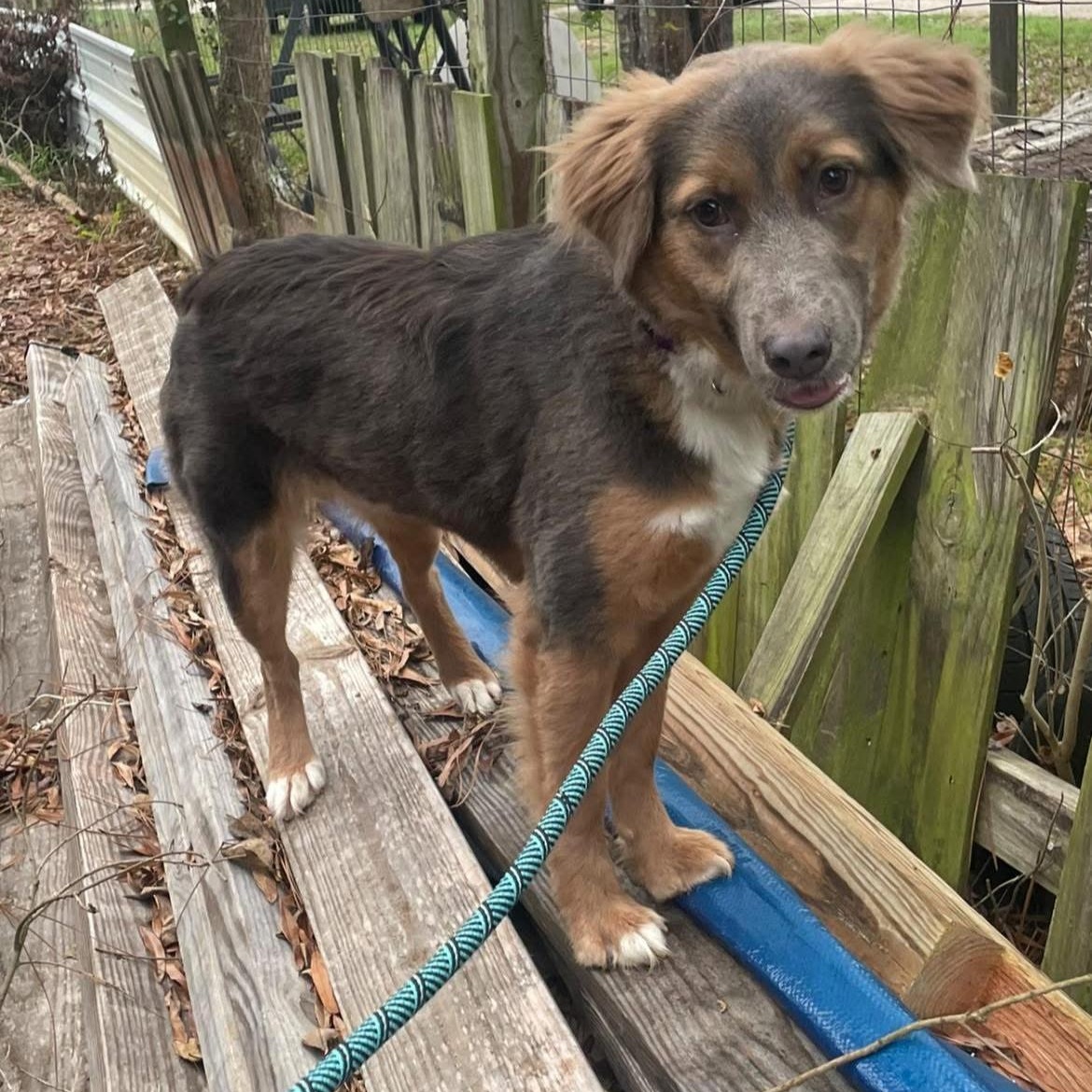 Enlarge Koda, an adopted mixed breed in Barkhamsted, CT image 2/6