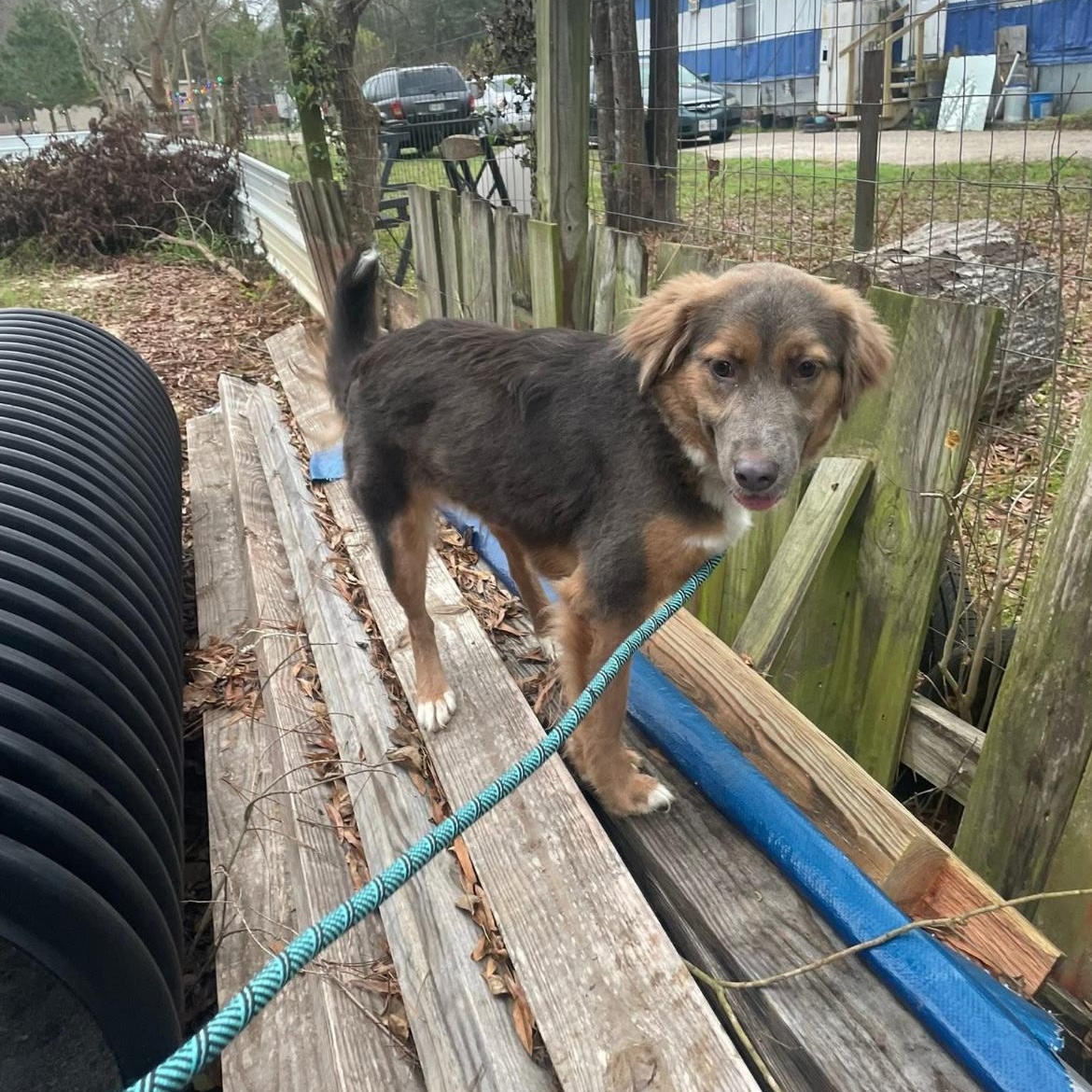 Enlarge Koda, an adopted mixed breed in Barkhamsted, CT image 6/6