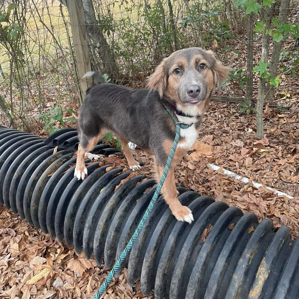Enlarge Koda, an adopted mixed breed in Barkhamsted, CT image 4/6