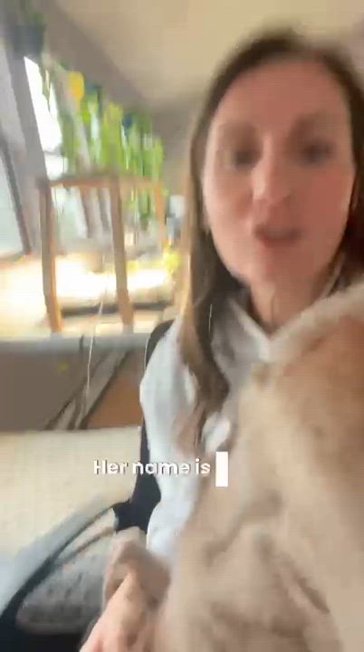 Enlarge Koda, an adopted mixed breed in Barkhamsted, CT video 3/6