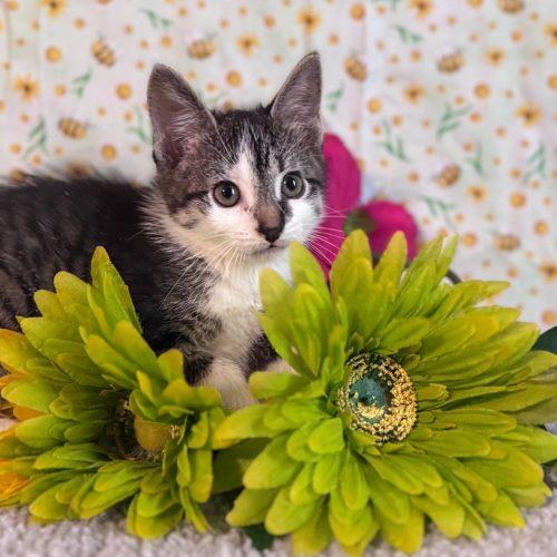 Enlarge Private Beach, a Adoptable Domestic Short Hair in Toms River, NJ image 1/5