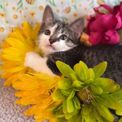 Enlarge Private Beach, a Adoptable Domestic Short Hair in Toms River, NJ image 2/5