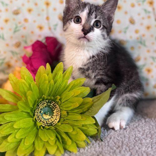 Enlarge Private Beach, a Adoptable Domestic Short Hair in Toms River, NJ image 3/5