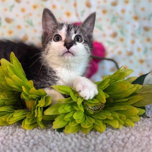 Enlarge Private Beach, a Adoptable Domestic Short Hair in Toms River, NJ image 4/5