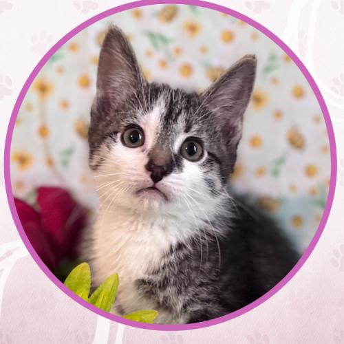 Enlarge Private Beach, a Adoptable Domestic Short Hair in Toms River, NJ image 5/5