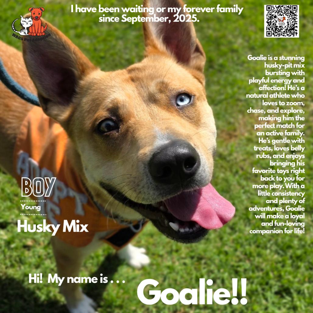 Goalie, Adoptable, Adult Male Husky & Mixed Breed.