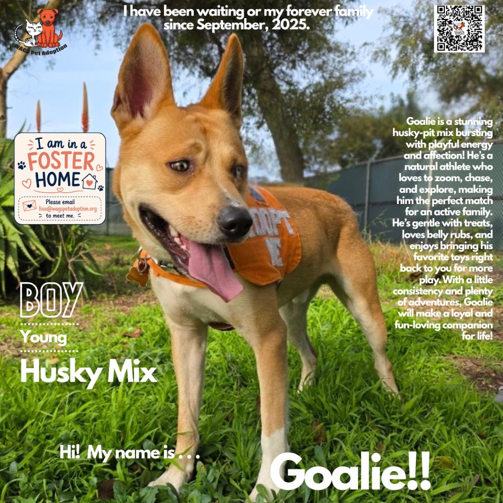Goalie, Adoptable, Adult Male Husky & Mixed Breed.