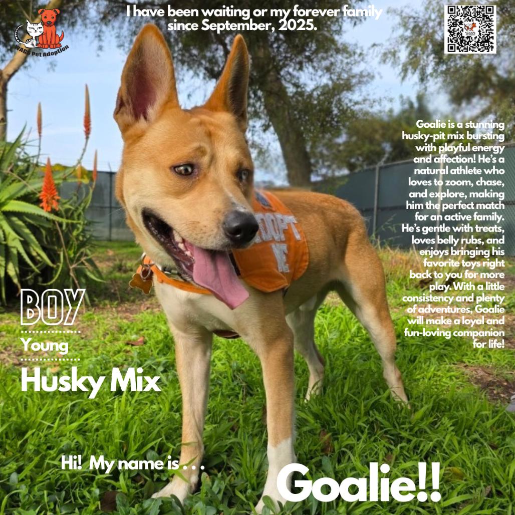 Goalie, a Adoptable mixed breed in Westminster, CA image 1/2