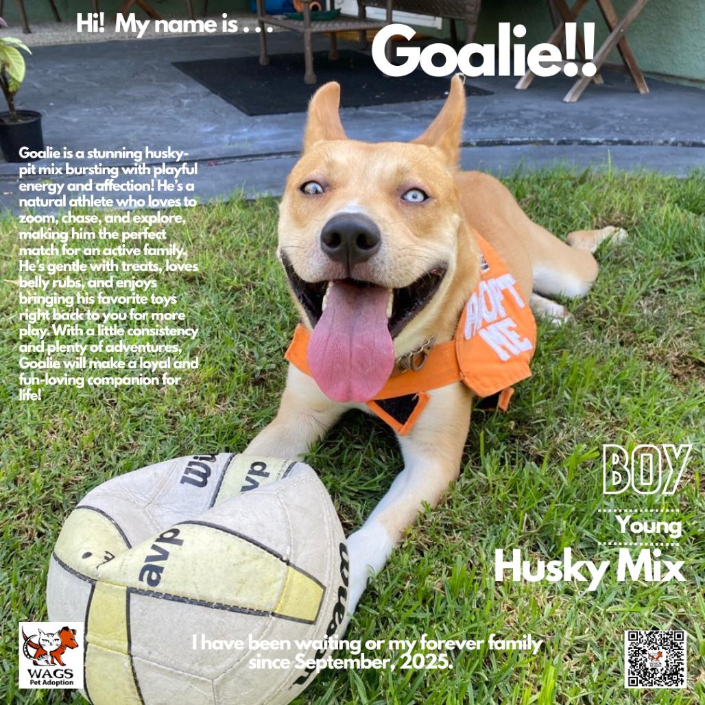 Enlarge Goalie, a Adoptable mixed breed in Westminster, CA image 1/1