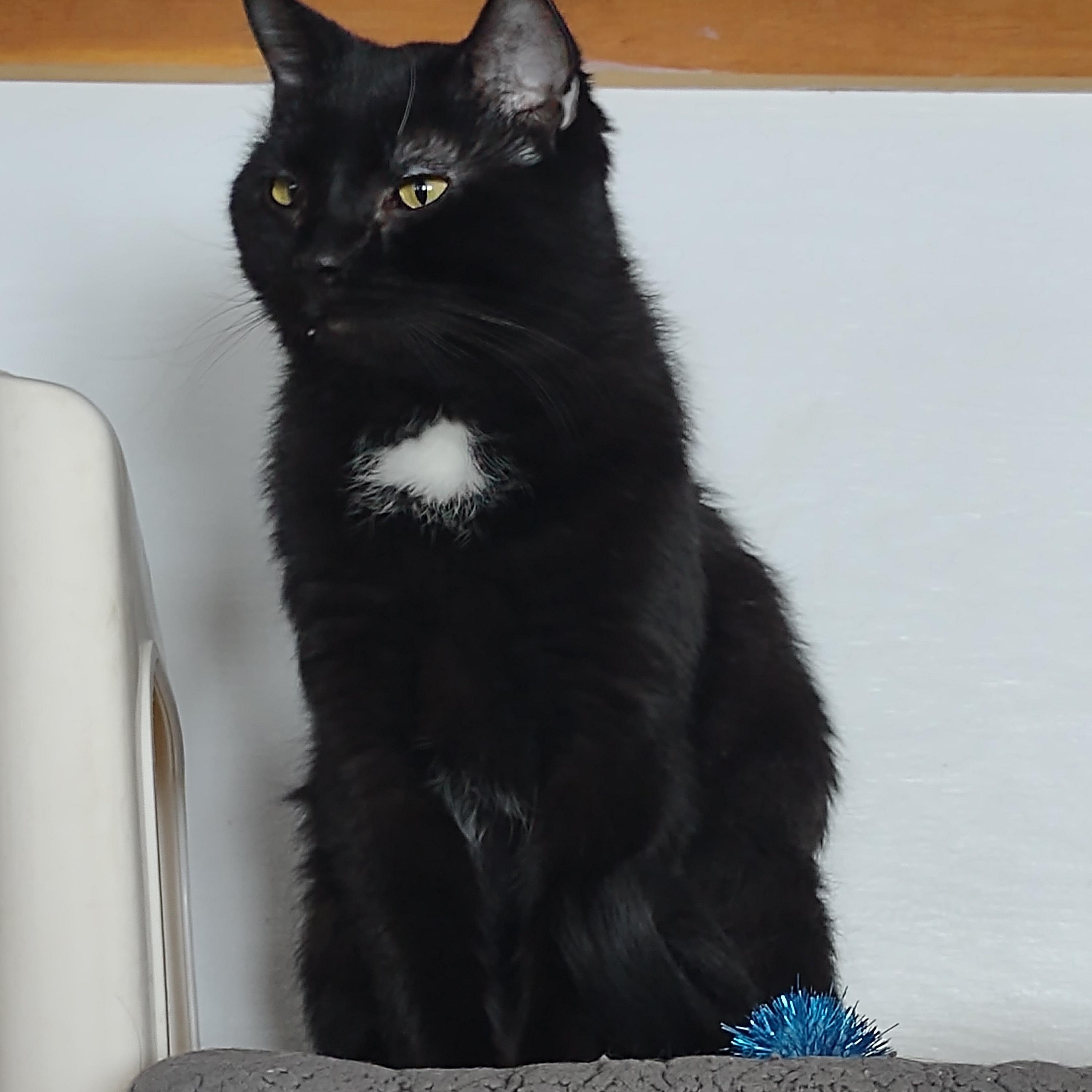 Gabe, ADOPTABLE, Adult Male Domestic Short Hair.