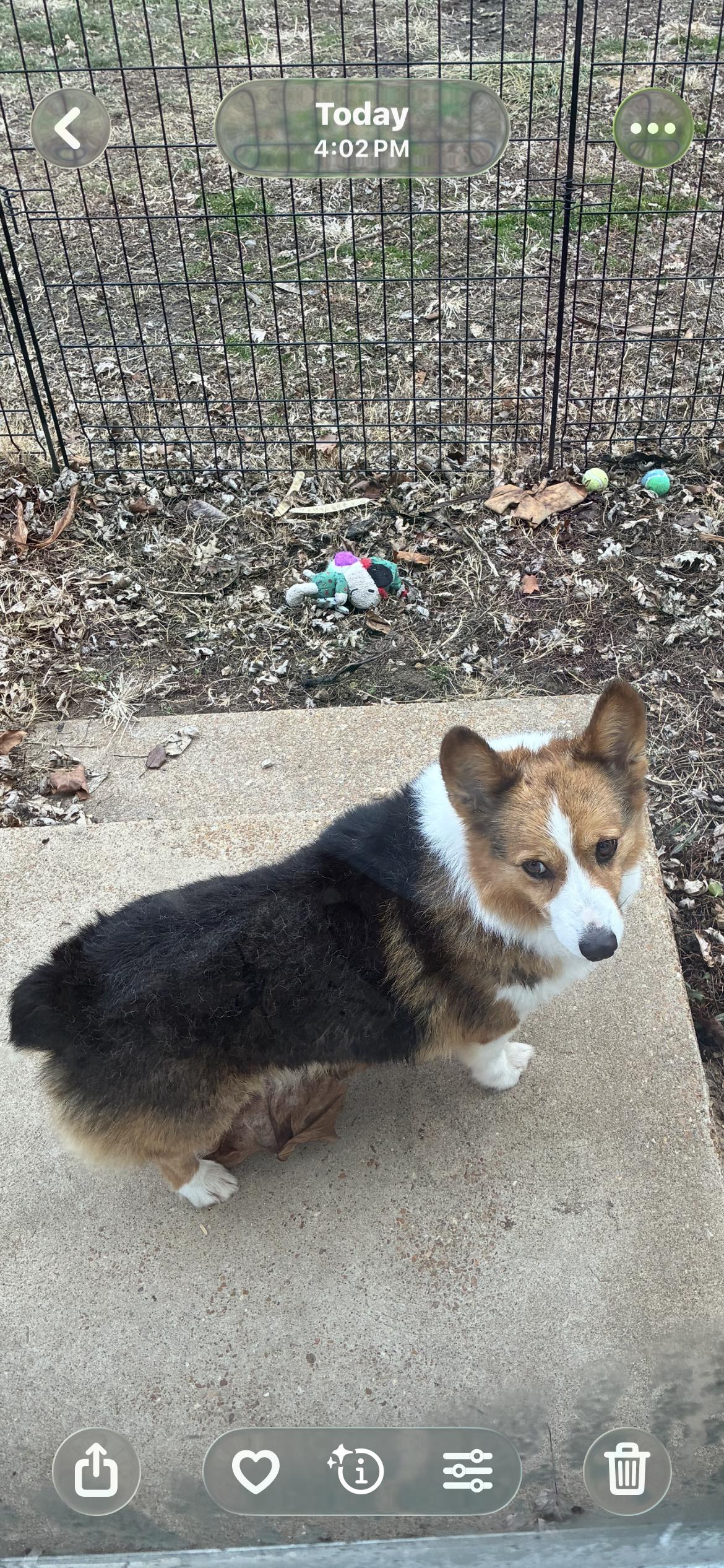 Wallace ( Wally) , adoptable, Adult Male Pembroke Welsh Corgi.