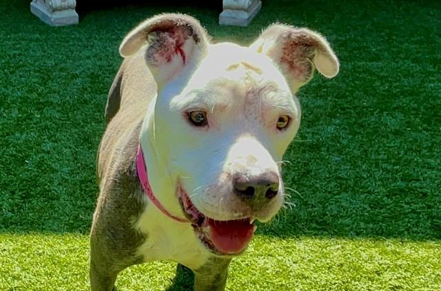 Enlarge DAISY, a Adoptable Pit Bull Terrier in Moreno Valley, CA image 1/1