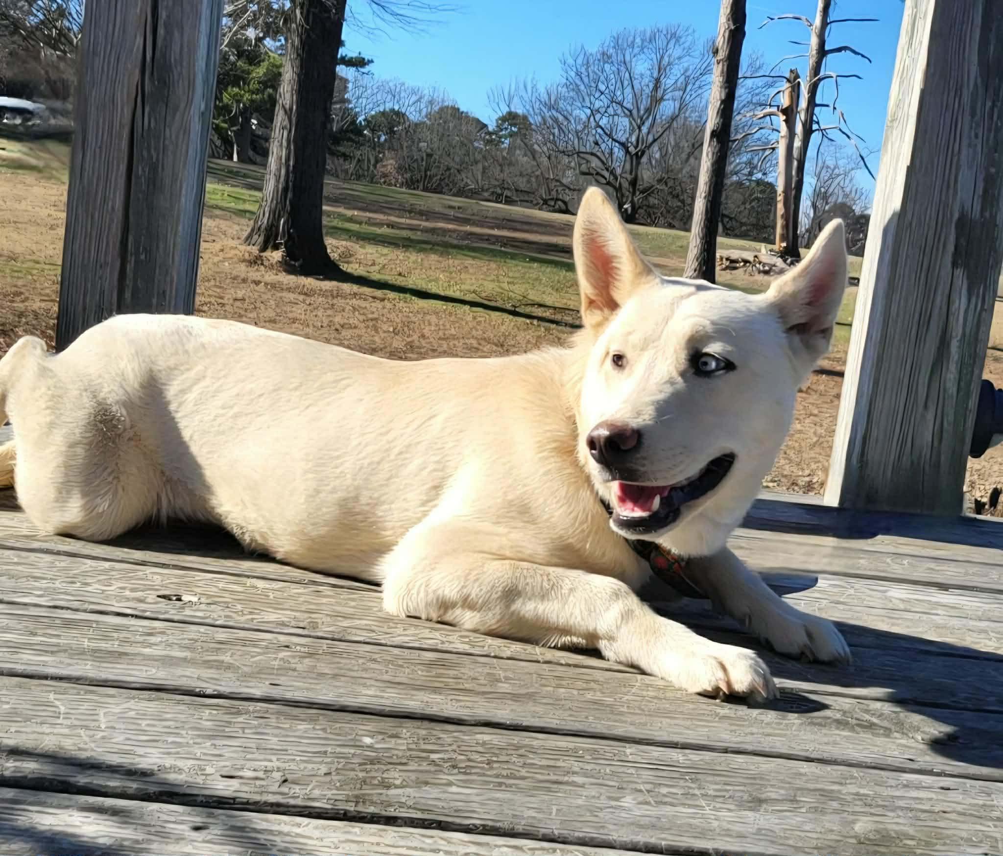 Enlarge Siberia, a ADOPTABLE Mixed Breed in Northwood, NH image 4/6