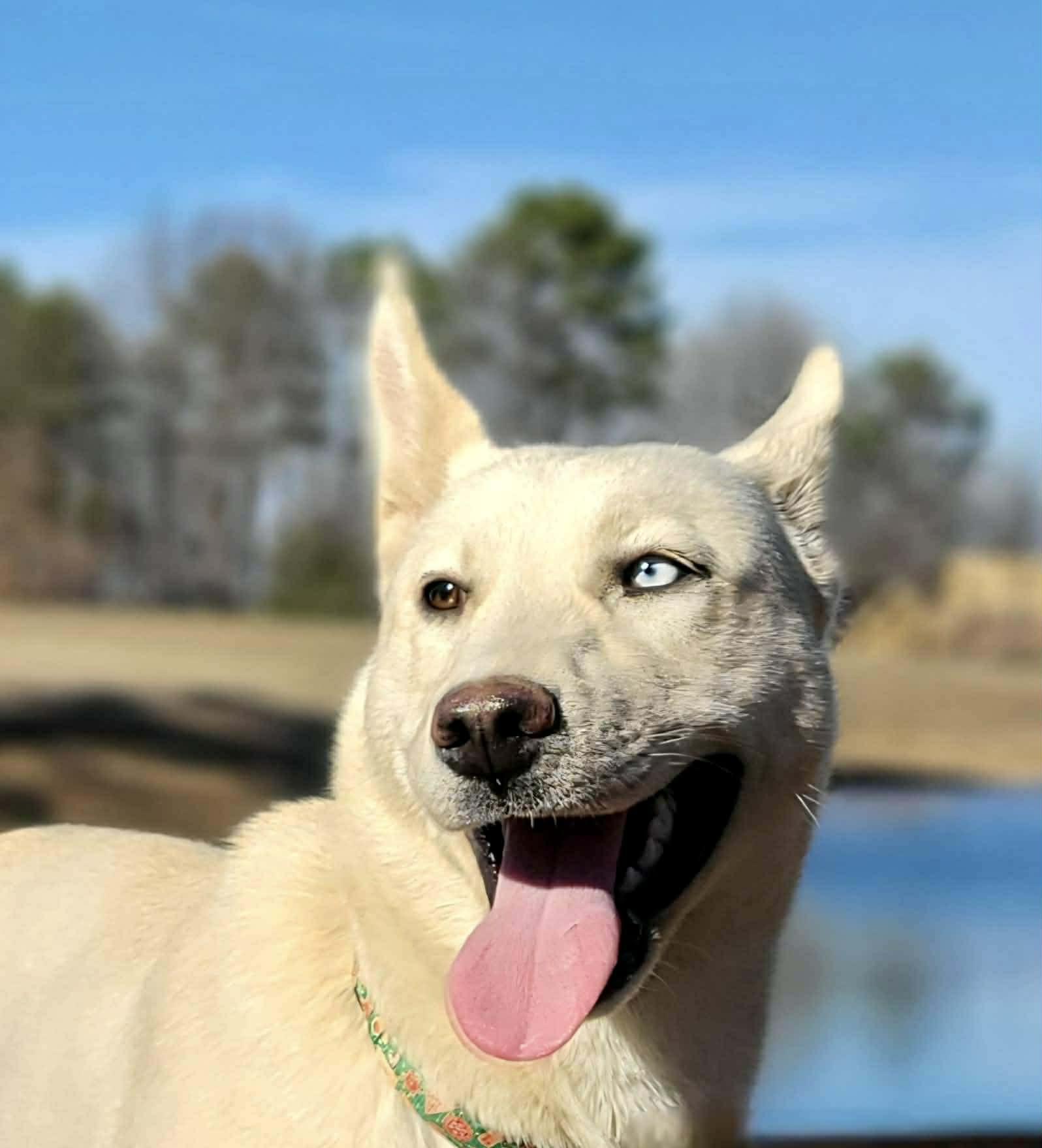 Siberia, ADOPTABLE, Young Female Mixed Breed.