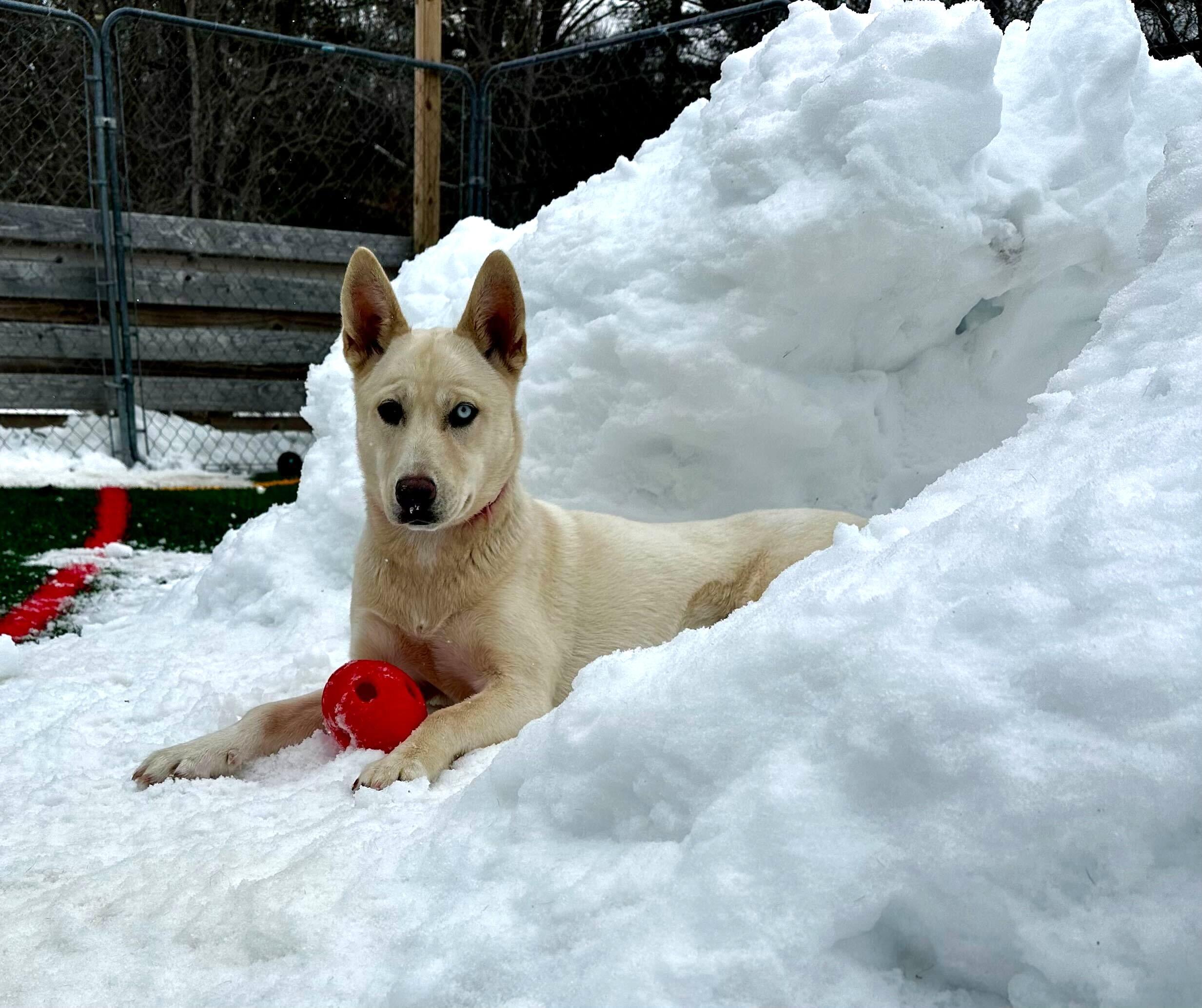 Siberia *HERE IN NH*, a ADOPTABLE Mixed Breed in Northwood, NH image 3/6