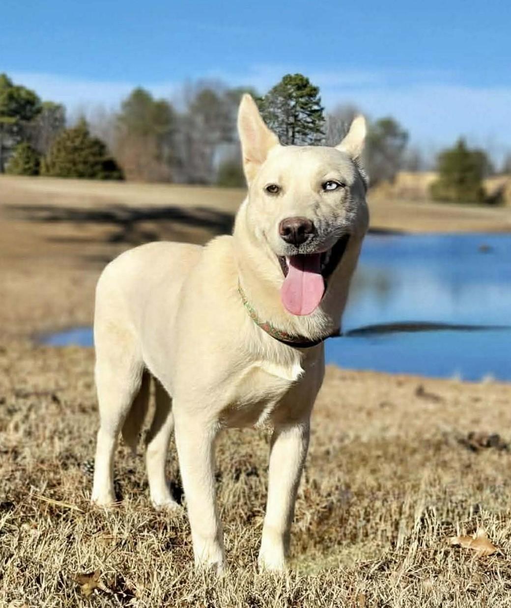 Enlarge Siberia, a ADOPTABLE Mixed Breed in Northwood, NH image 2/6