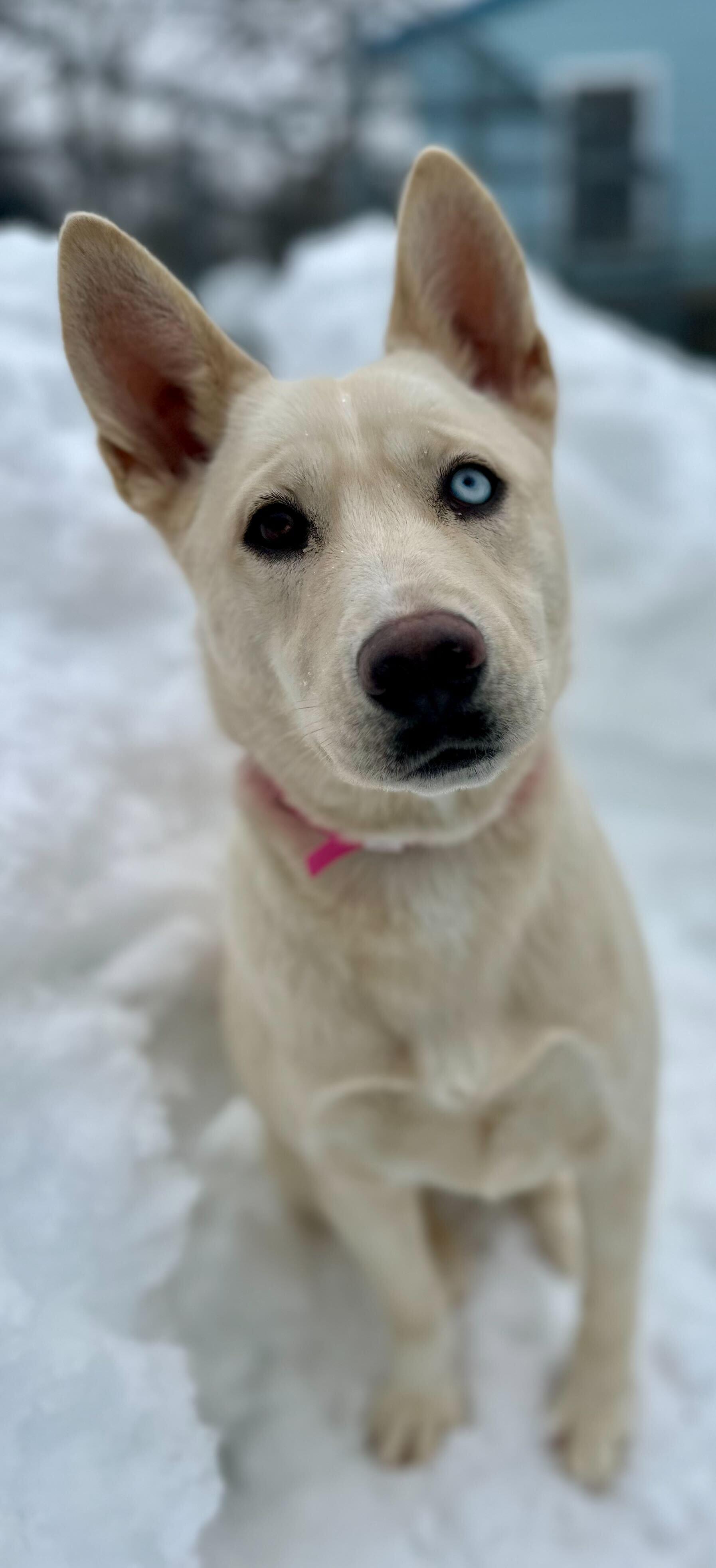 Siberia *HERE IN NH*, a ADOPTABLE Mixed Breed in Northwood, NH image 4/6