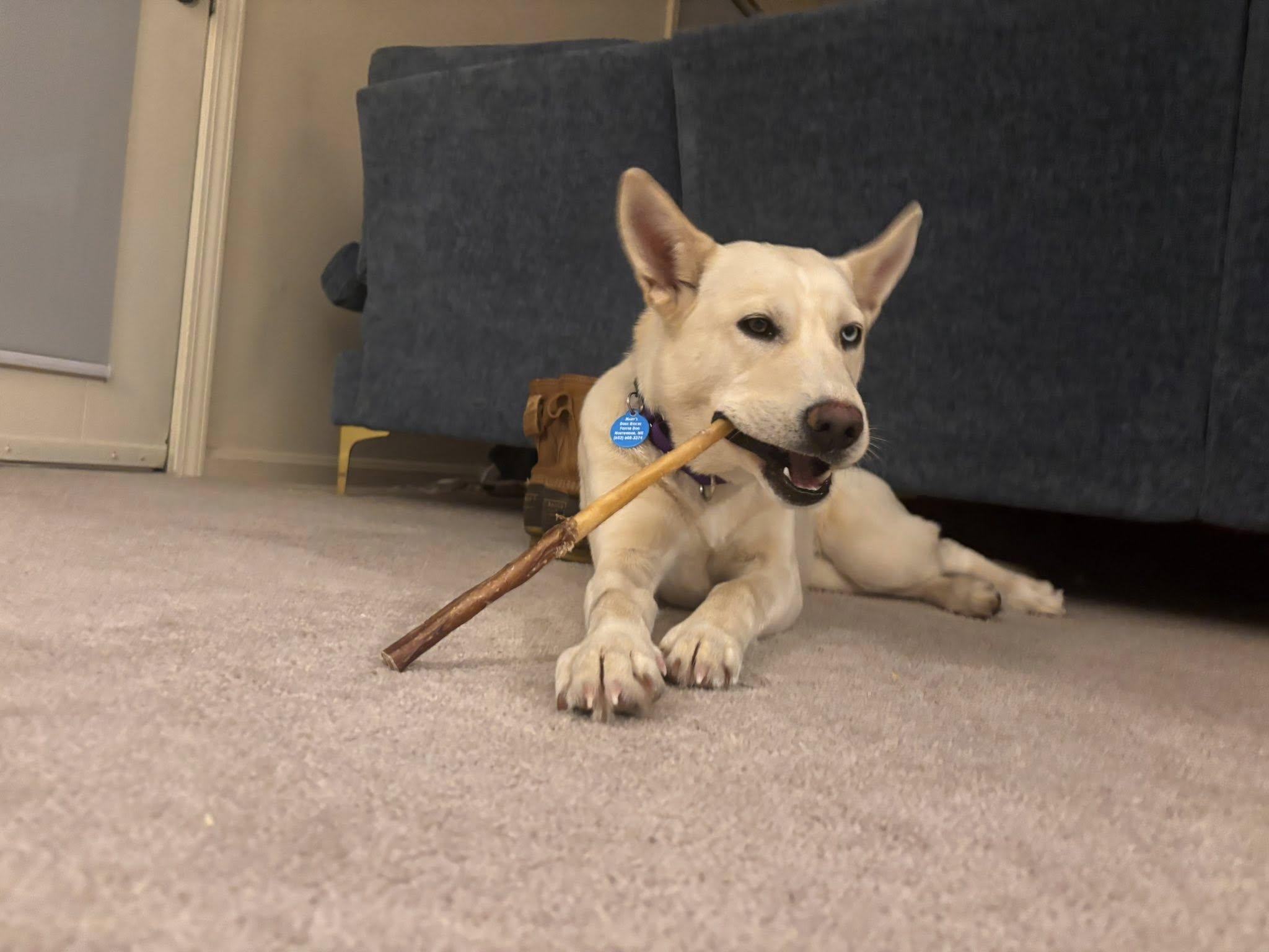 Siberia *HERE IN NH*, a ADOPTABLE Mixed Breed in Northwood, NH image 6/6