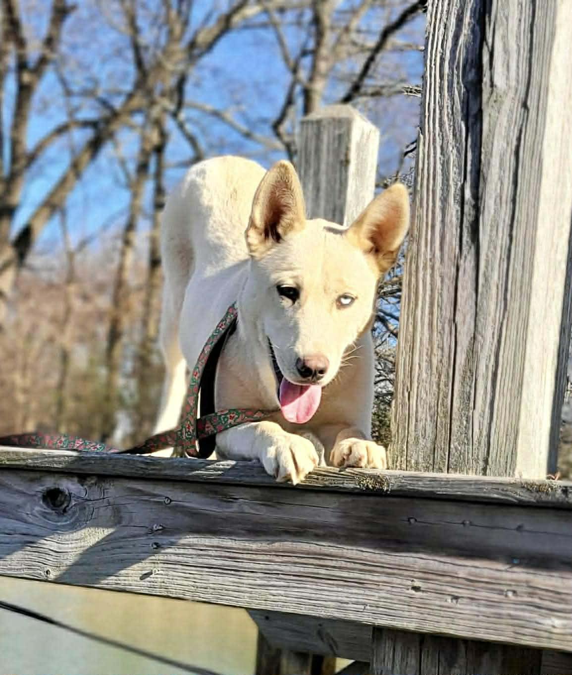Enlarge Siberia, a ADOPTABLE Mixed Breed in Northwood, NH image 5/6