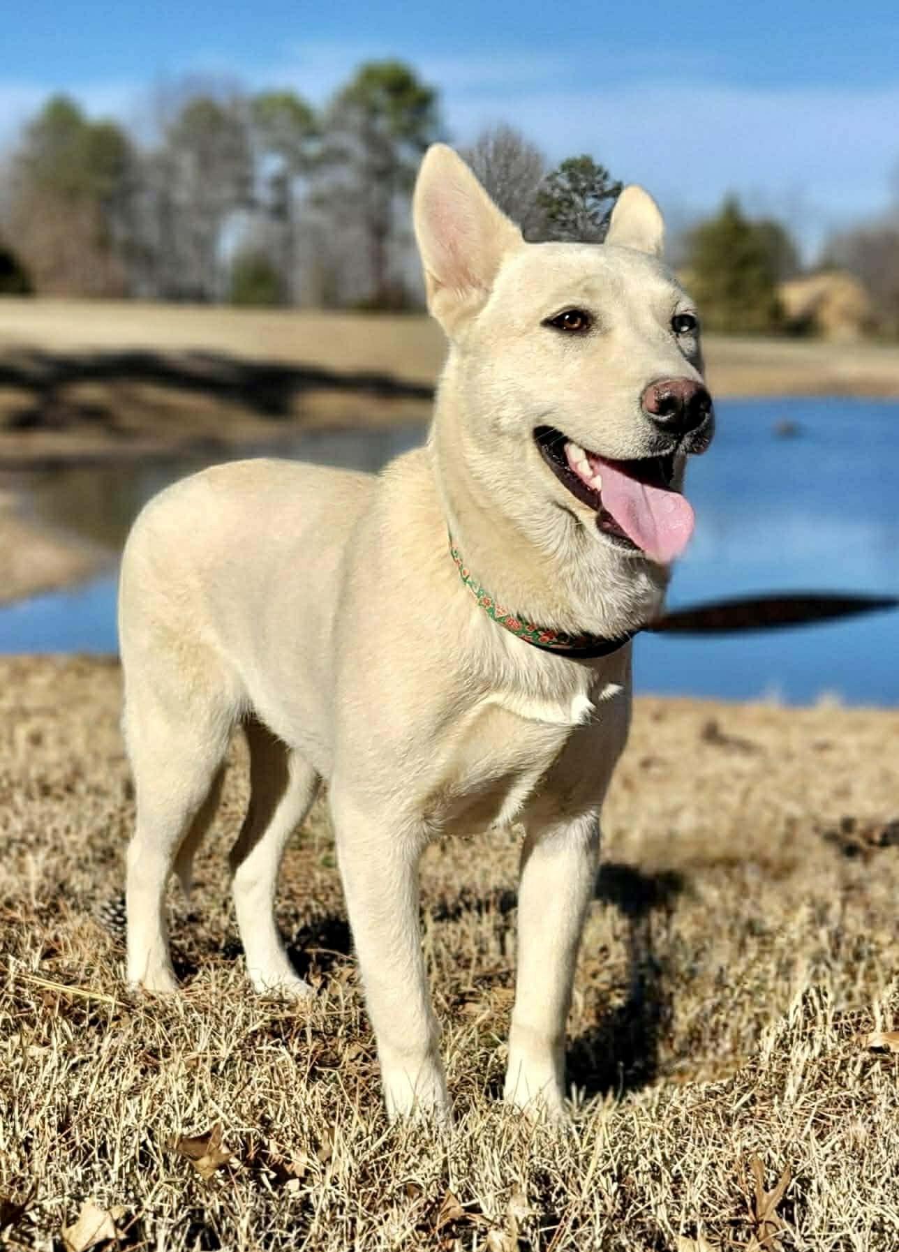 Enlarge Siberia, a ADOPTABLE Mixed Breed in Northwood, NH image 3/6