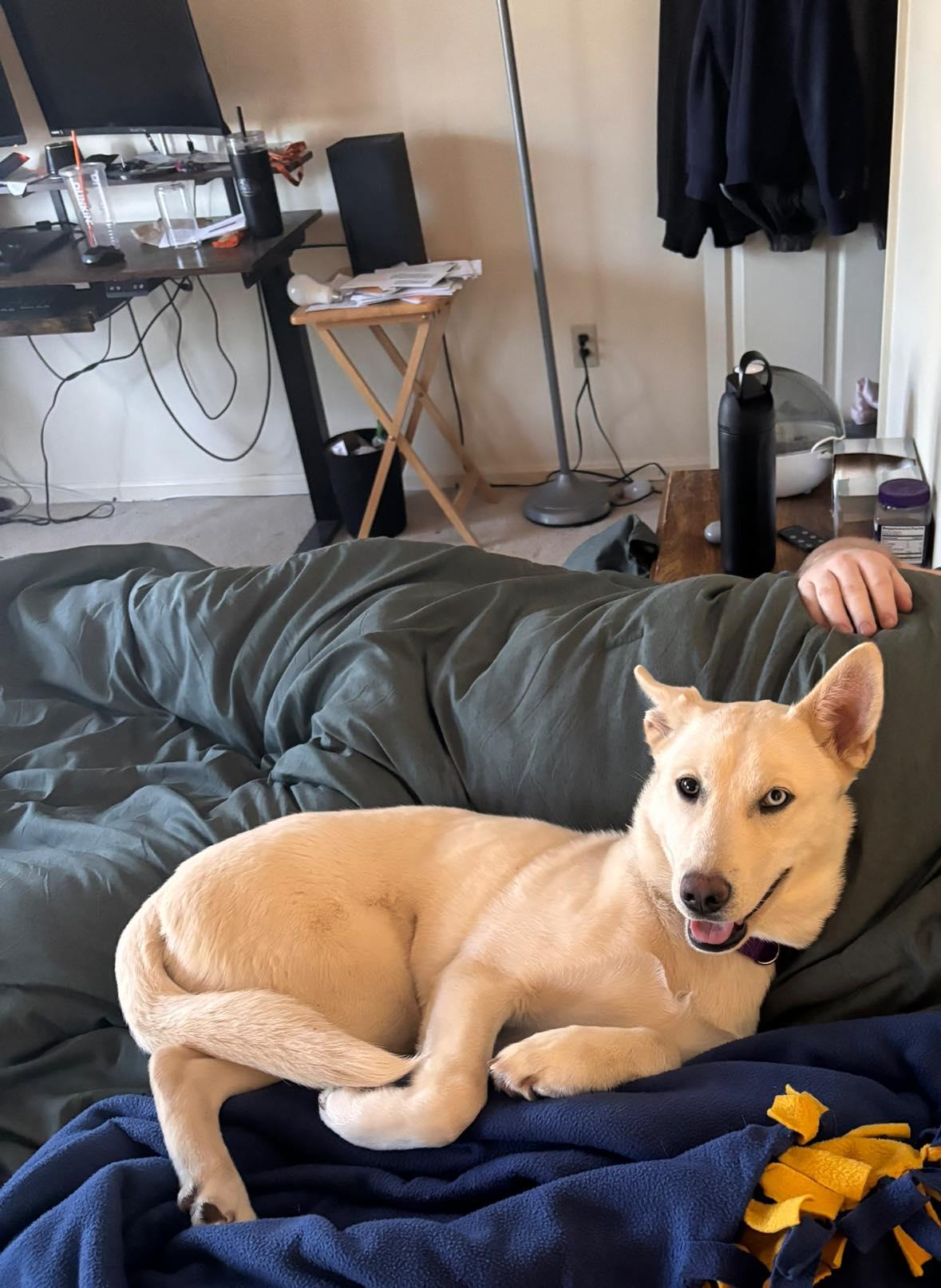 Siberia *HERE IN NH*, a ADOPTABLE Mixed Breed in Northwood, NH image 5/6