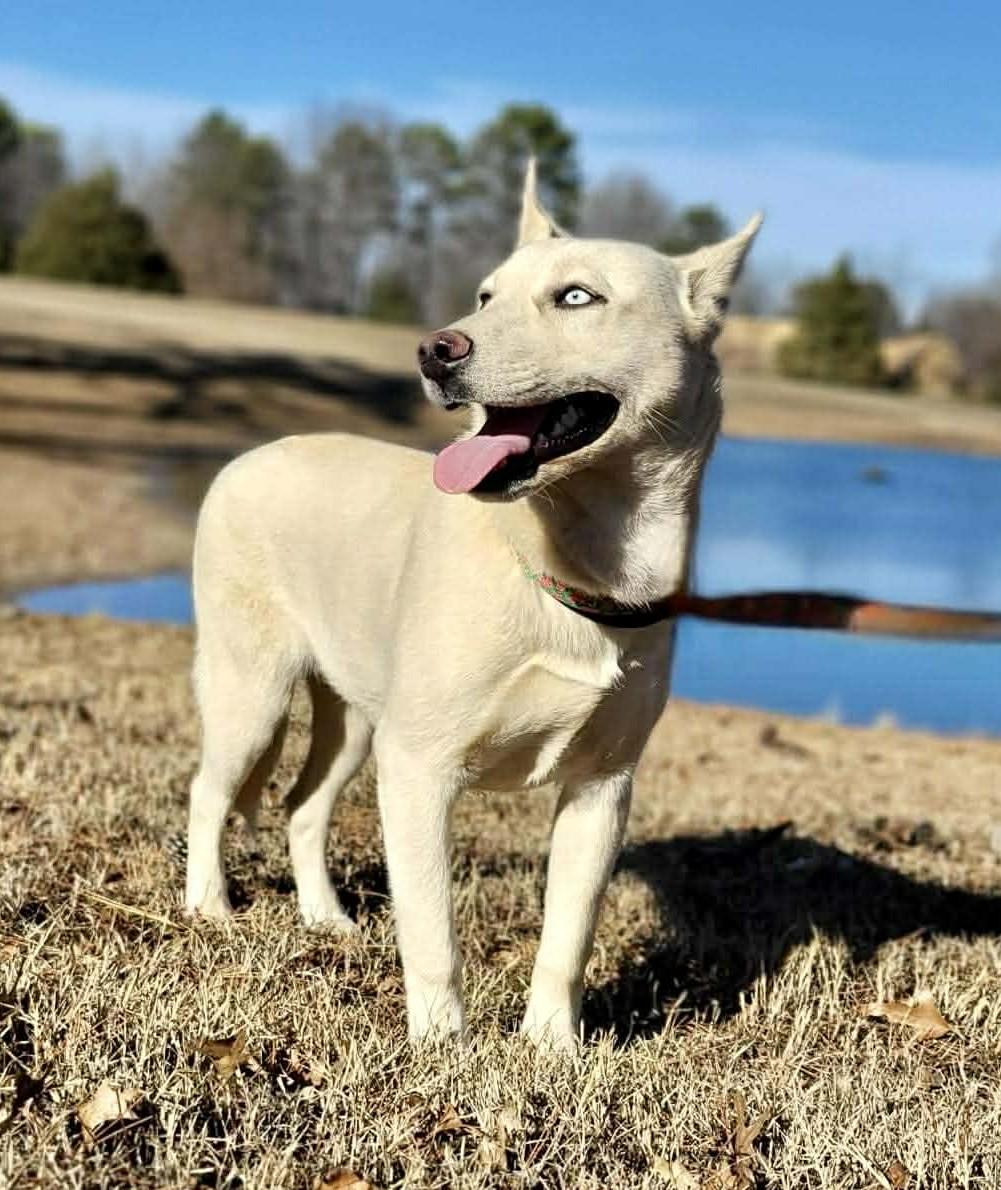 Enlarge Siberia, a ADOPTABLE Mixed Breed in Northwood, NH image 6/6