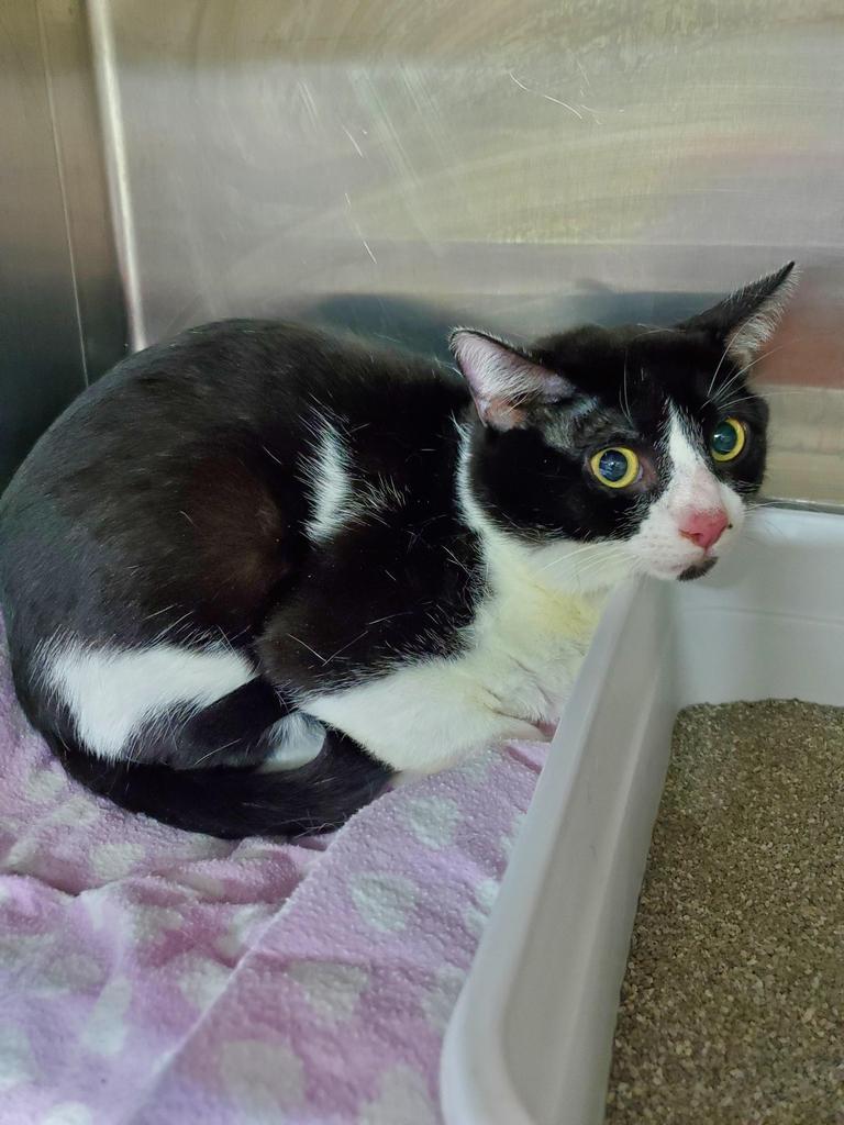 BW, Adopted, Adult Male Domestic Short Hair.