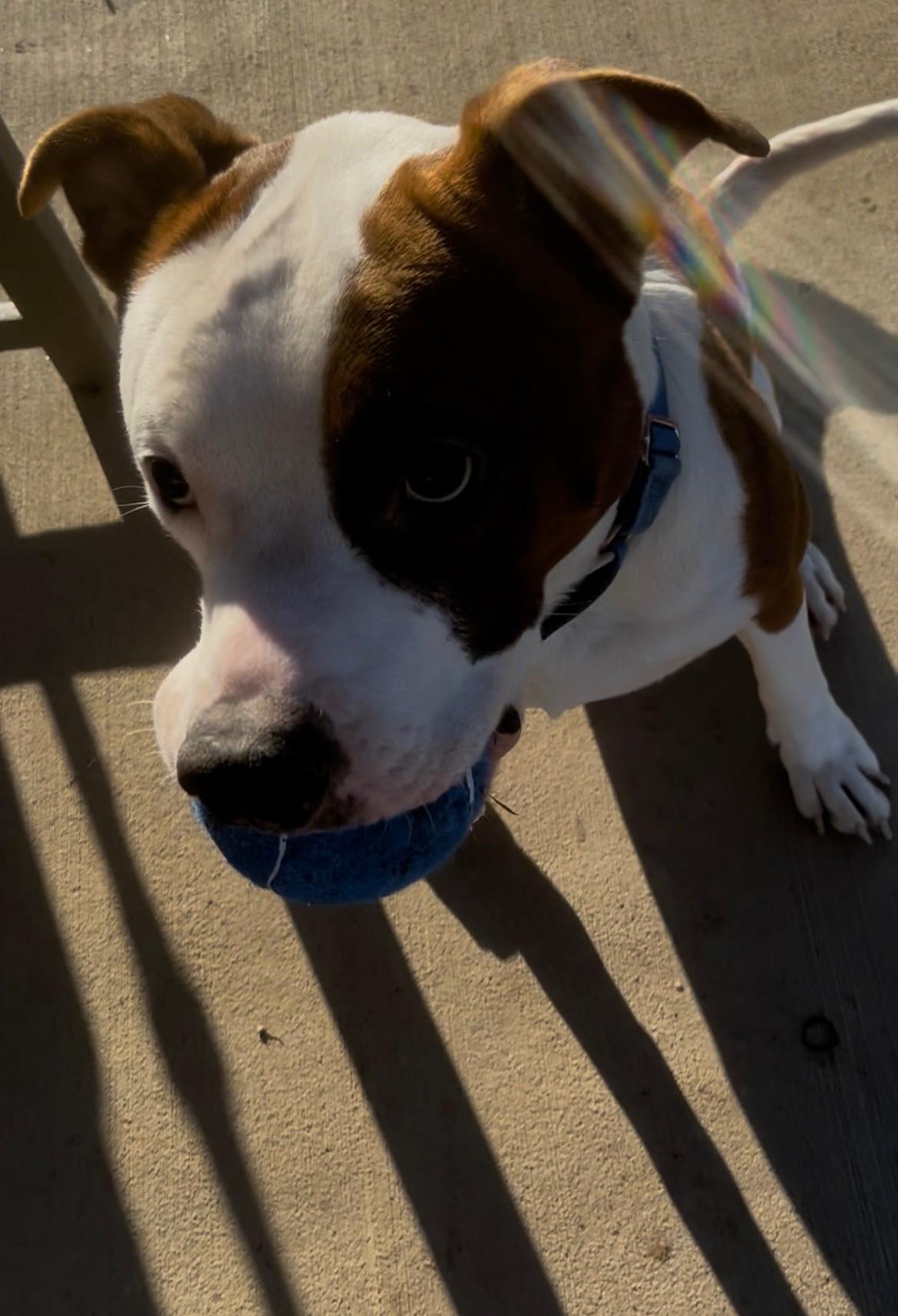 Enlarge Romeo, an adopted Pit Bull Terrier in Augusta, WV image 1/4